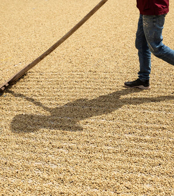 Loutsa - ARHUACO BIO - 250g - Coffao