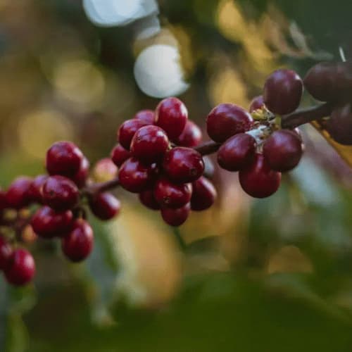 Maison Schreiber - Assemblage Signature - 250g - Coffao