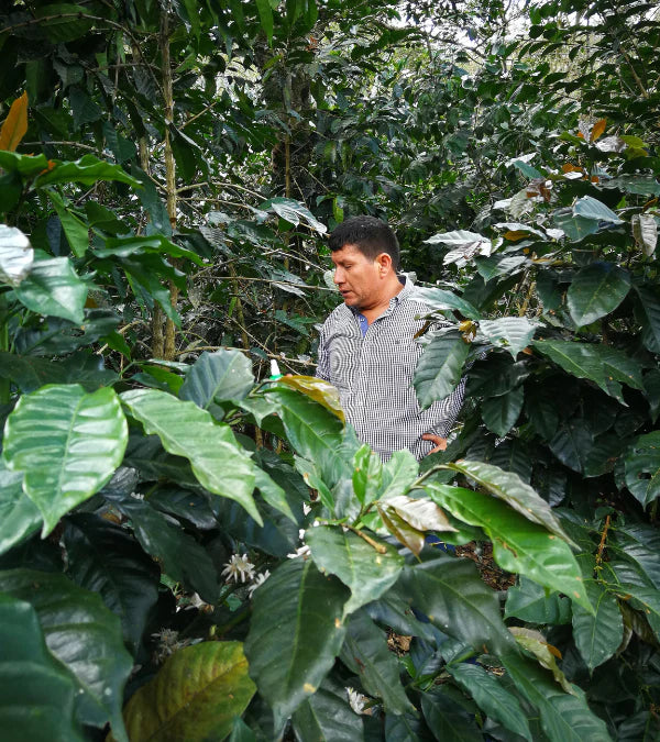 Loutsa - EL PALTO BIO - 250g - Coffao