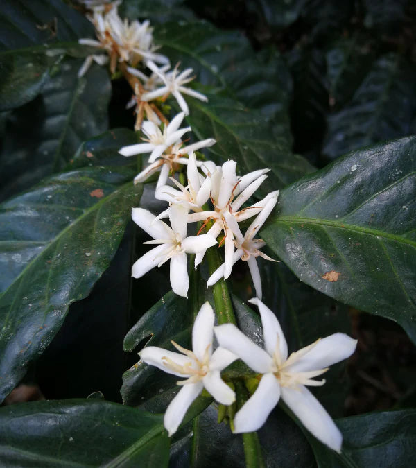 Loutsa - EL PALTO BIO - 250g - Coffao