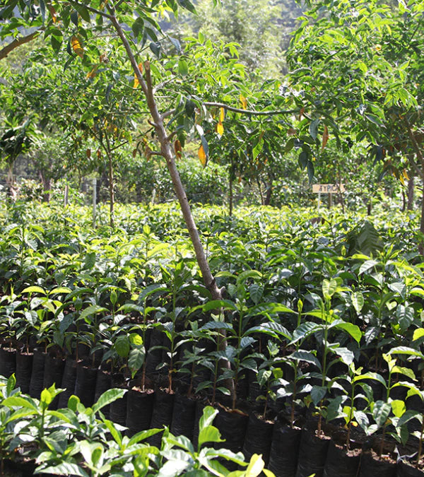 Loutsa - ESPRESSO BIO - 250g - Coffao