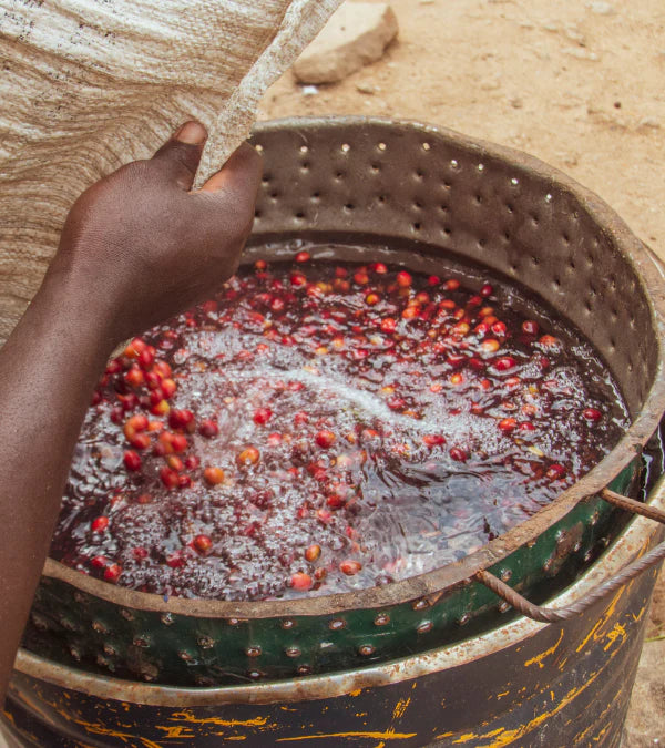 Loutsa - HABTAMU BIO - 250g - Coffao