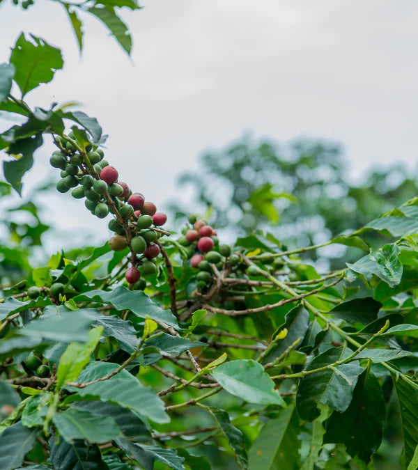 Loutsa - HABTAMU BIO - 250g - Coffao