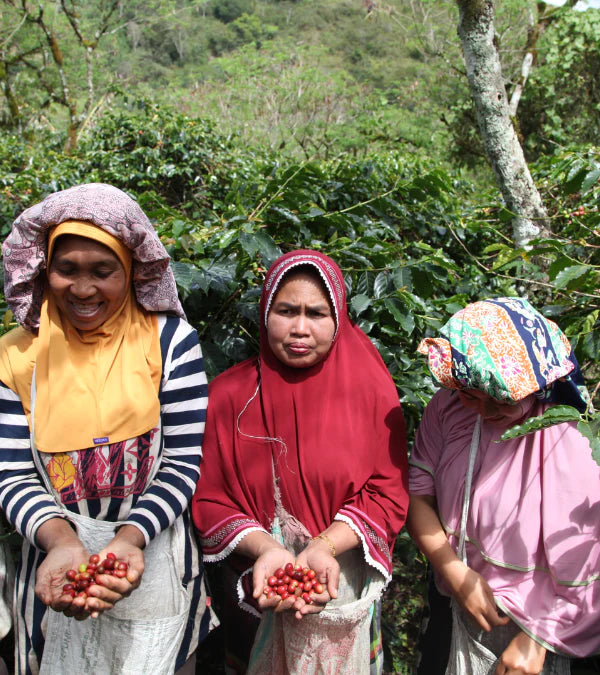 Loutsa - KETIARA GAYO BIO - 250g - Coffao