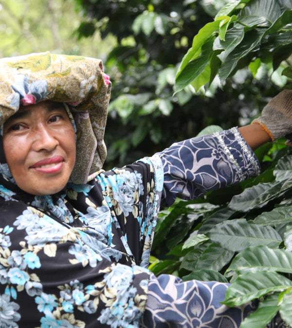 Loutsa - KETIARA GAYO BIO - 250g - Coffao