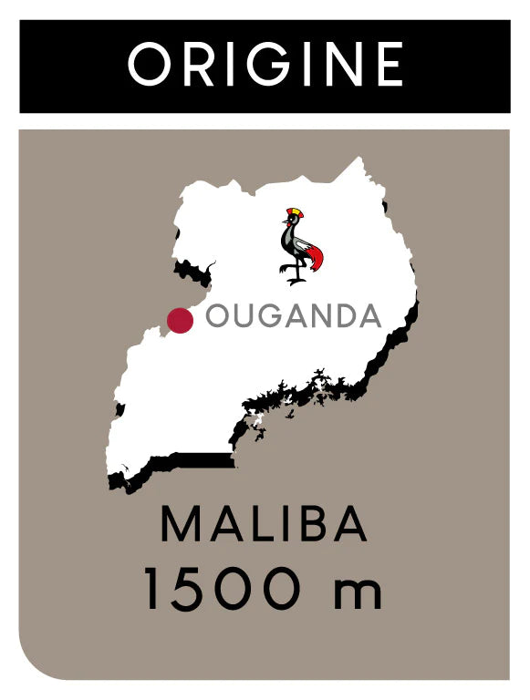 Café Guzo - Ouganda Maliba - 250g - Coffao