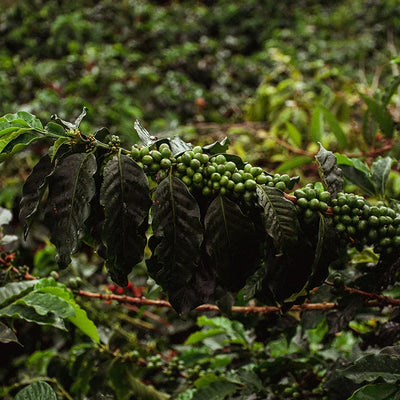 Lavé, nature, honey : ce que le traitement change vraiment dans ta tasse
