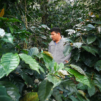 Loutsa - EL PALTO BIO - 250g