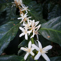 Loutsa - EL PALTO BIO - 250g