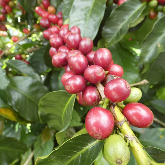 Cafés Ciel - COLOMBIE Excelso - 250g